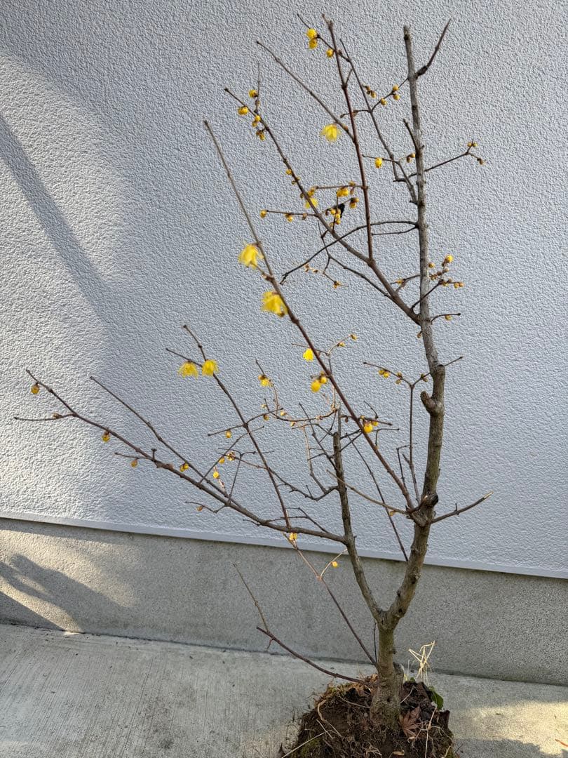 満月ロウバイ 特大株