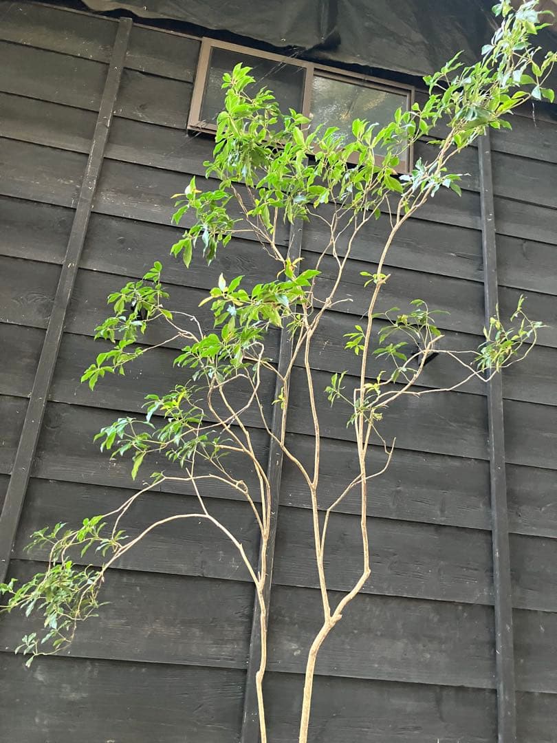 80 山採り　アセビ