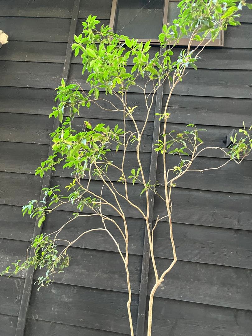 80 山採り　アセビ