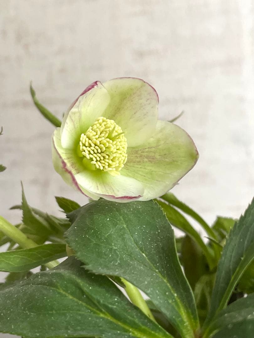 デュメトラム交配　大木ナーサリー　ss.ホワイト