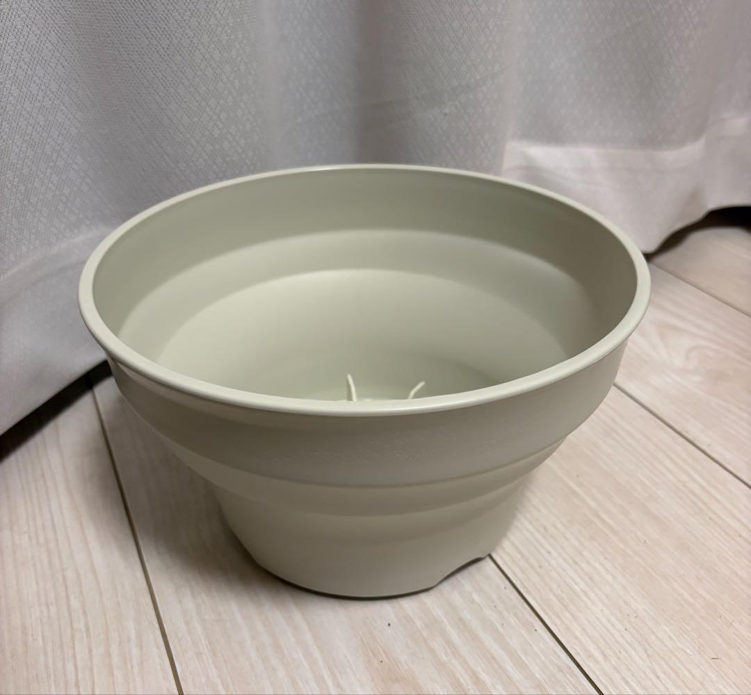 メキシコ亀甲竜 レア Dioscorea mexicana 現地株 大株 未発根