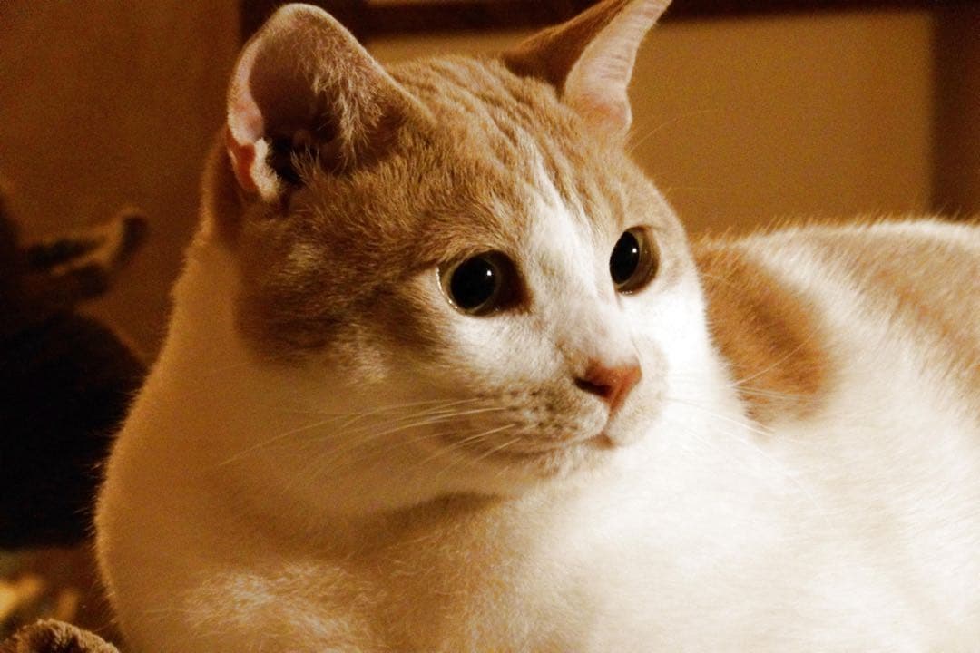 は*ー様 Kodak ネオ一眼 デジタルカメラ AZ652 バッテリーx2 スト