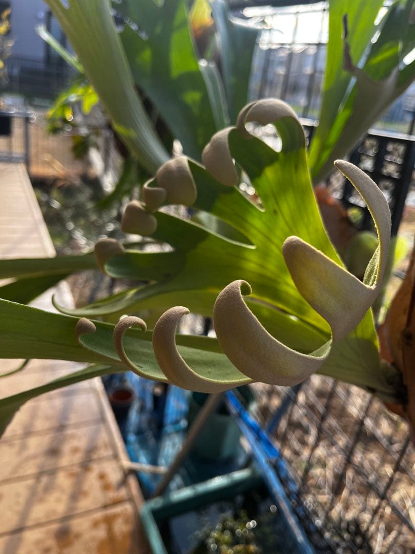 ビカクシダ　フーンシキ　子株