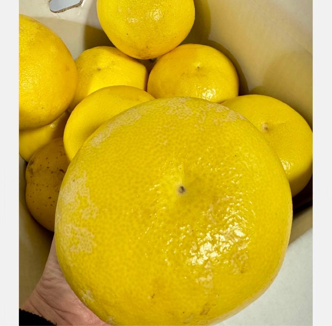 ㉜高知特産 露地栽培 土佐文旦 4L限定 文旦 約20kg 大玉 サイズ