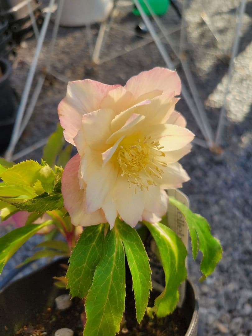 広瀬園芸　ホワイト柔らかピンクダブル　クリスマスローズ