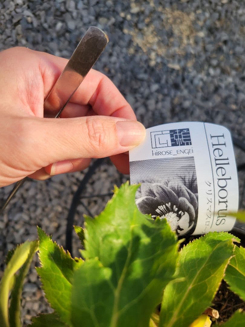 広瀬園芸　ホワイト柔らかピンクダブル　クリスマスローズ