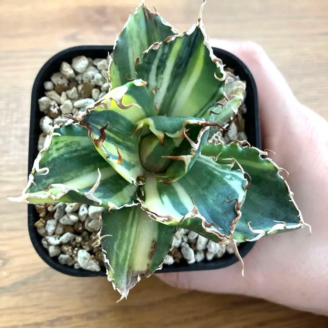 【鉢ごと発送】特大　美株　縞斑　アガべ　チタノタ　白鯨錦　TC