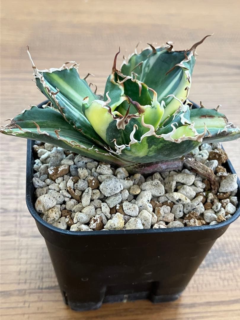 【鉢ごと発送】特大　美株　縞斑　アガべ　チタノタ　白鯨錦　TC