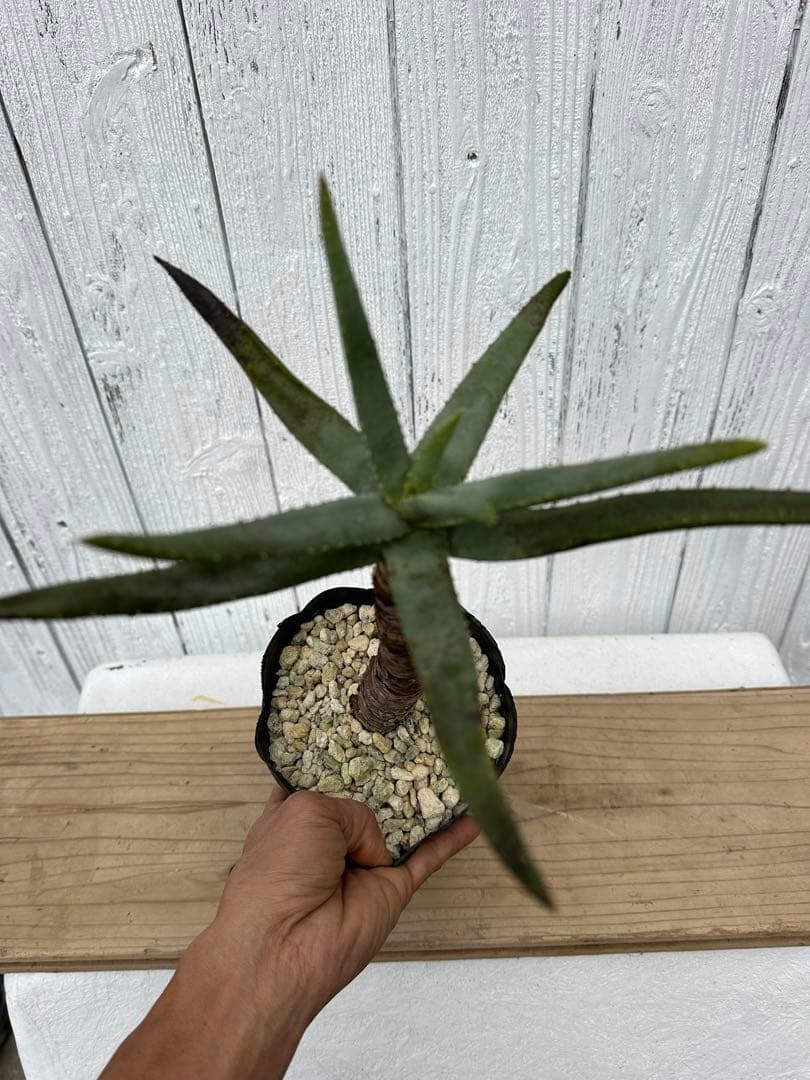 アロエ・ディコトマ　Aloidendron dichotomum