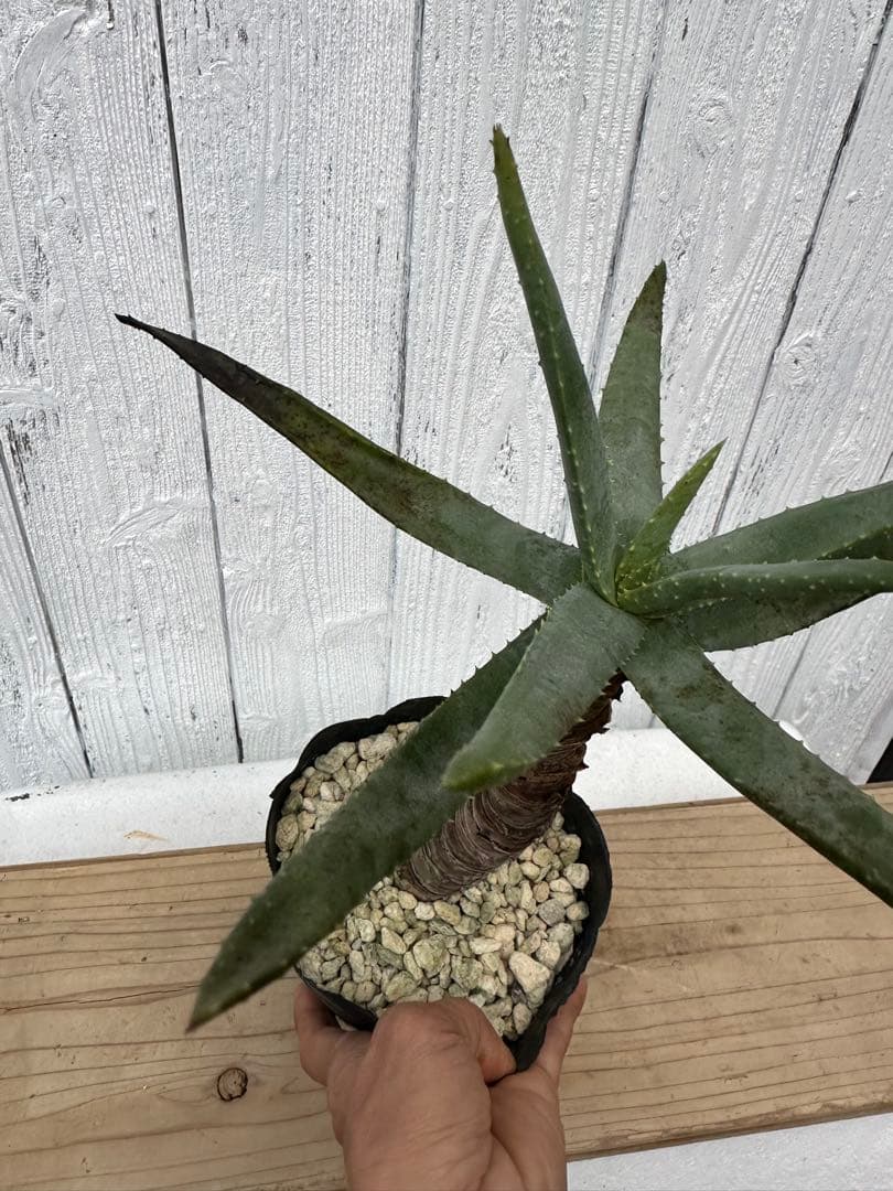 アロエ・ディコトマ　Aloidendron dichotomum