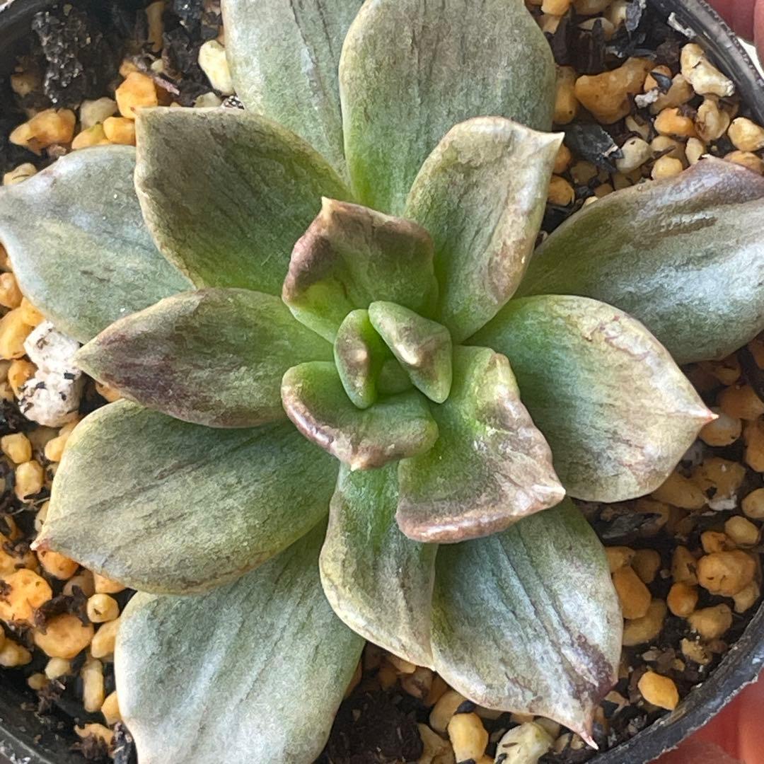 専用！　高級品種　稀少　インドネシア多肉　プリンス錦3点セット　速達代付