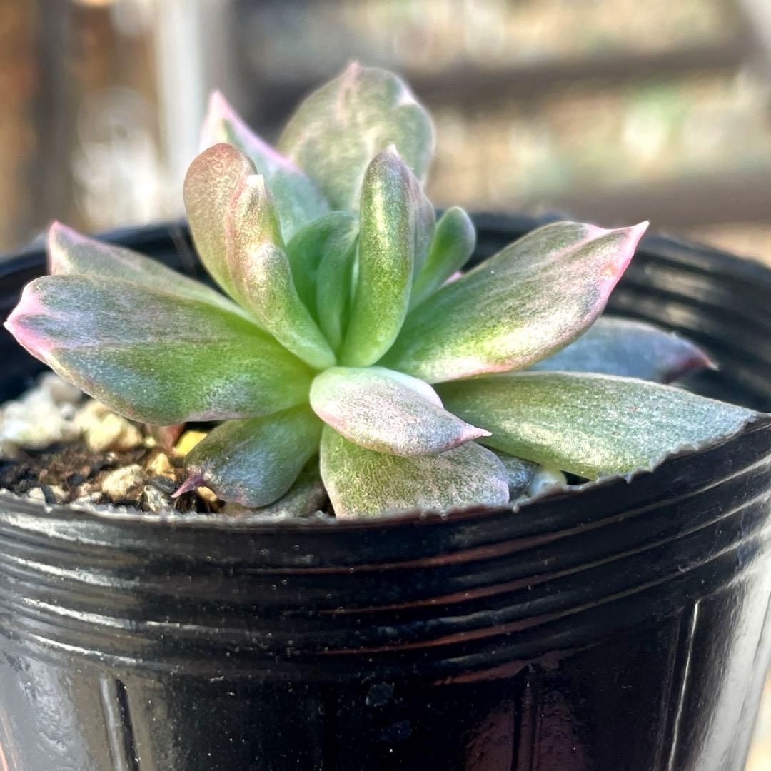 専用！　高級品種　稀少　インドネシア多肉　プリンス錦3点セット　速達代付