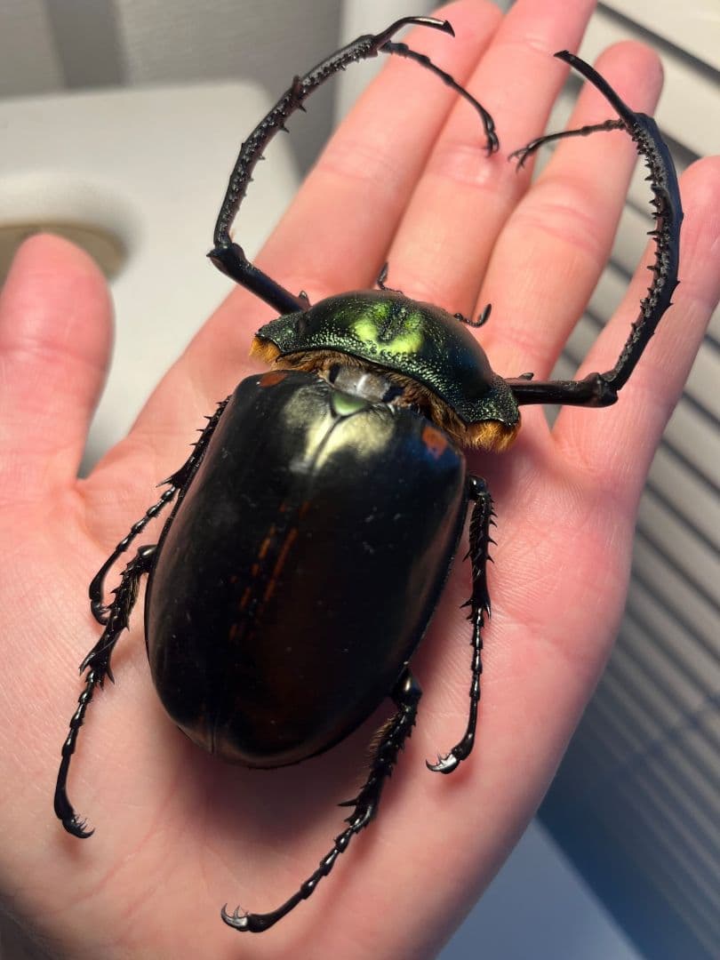 【European】ヤンソニーテナガコガネ　カメムシサシガメ甲虫昆虫標本ハムシ