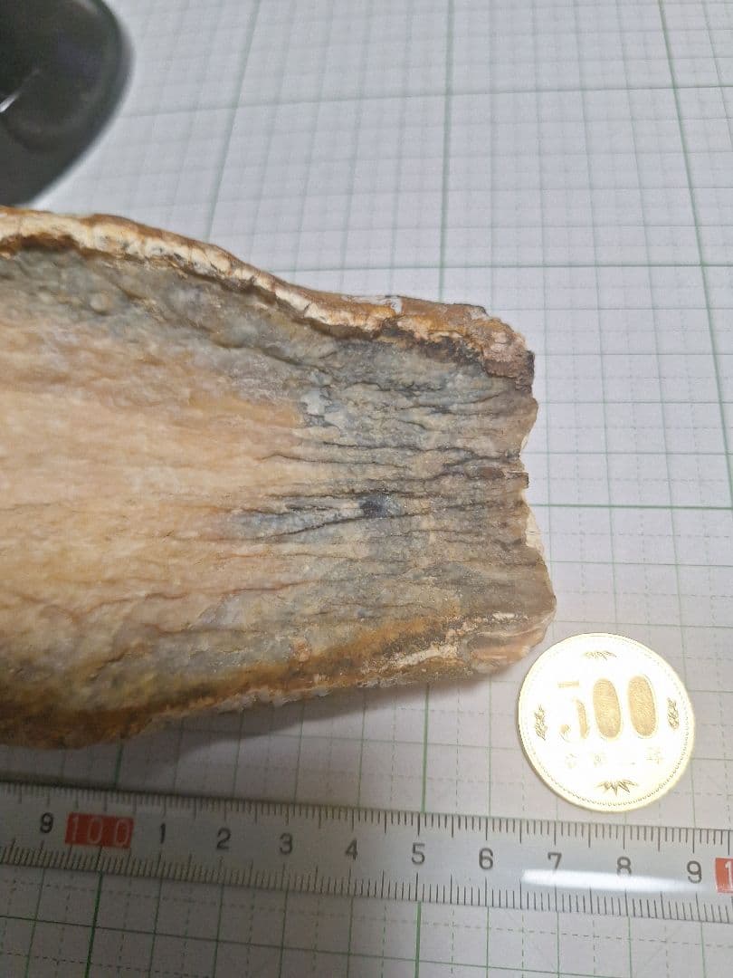 ☆マンモスの臼歯 化石 長いところ約16.5cm/約219.8gになります。