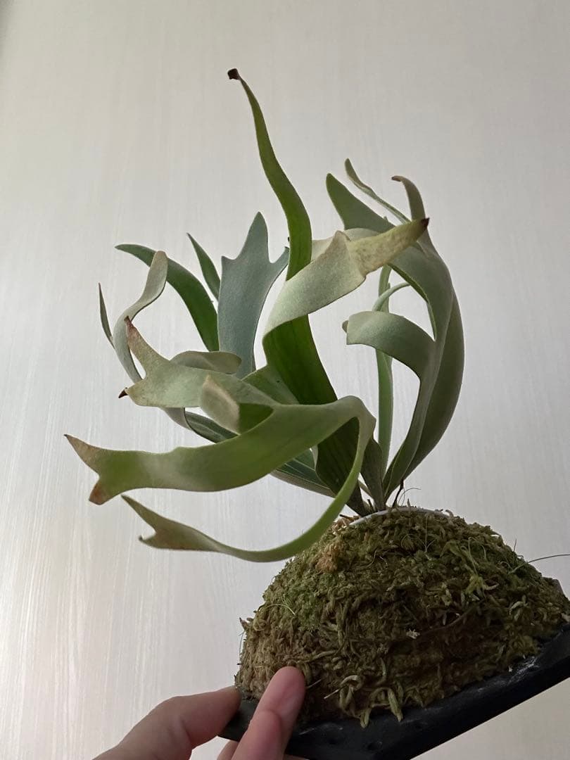 ビカクシダ willinckii mix spore Predator, SPA,Kai