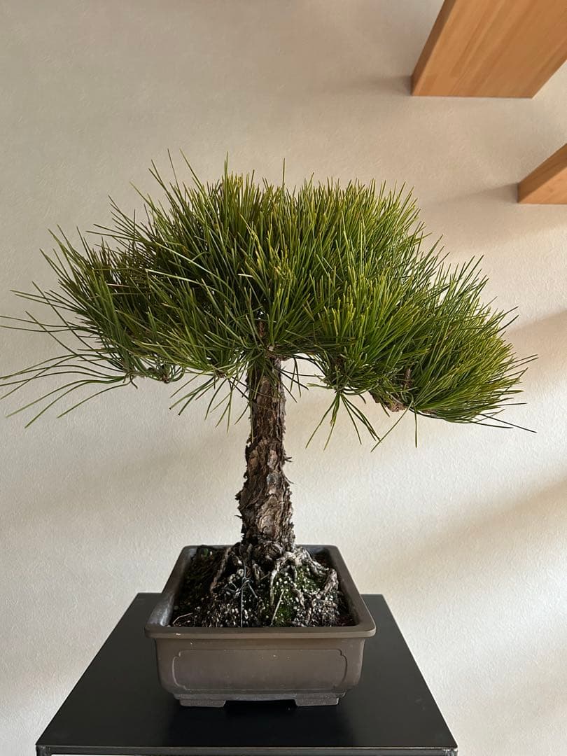 黒松　盆栽　中品　激古