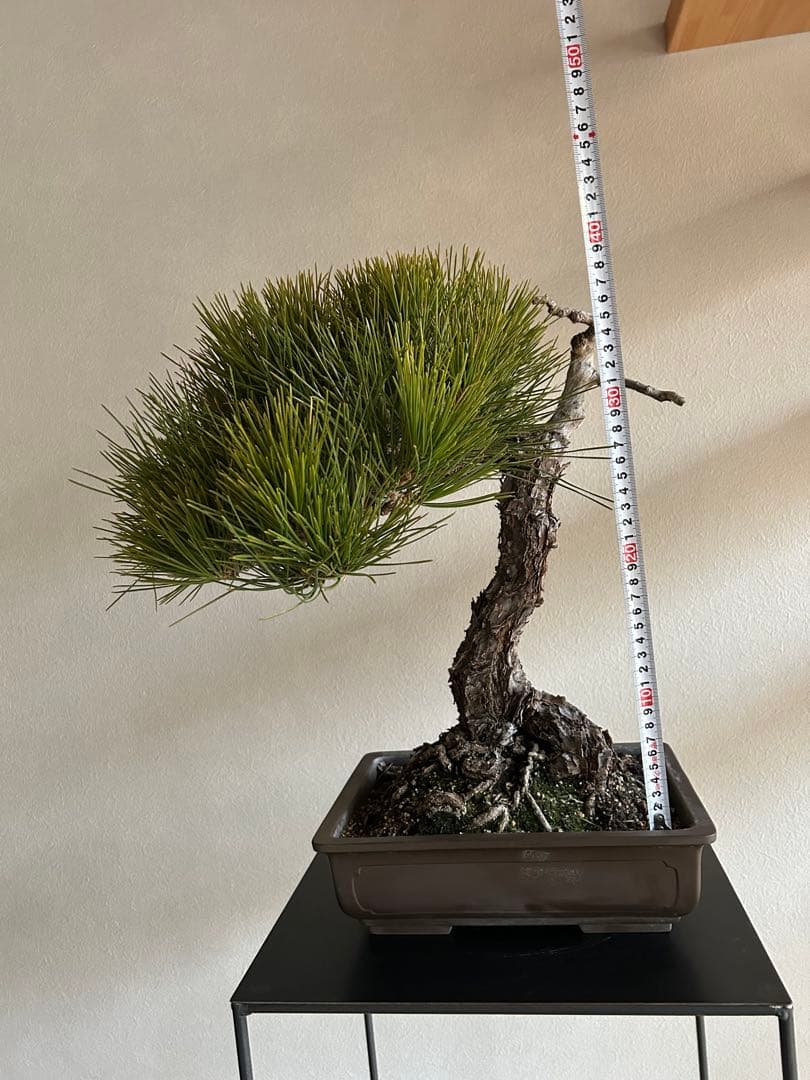 黒松　盆栽　中品　激古