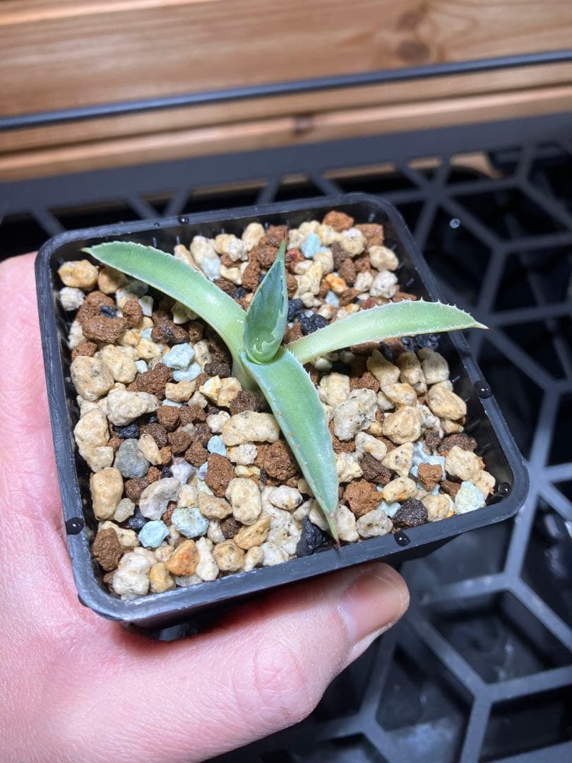 ハイブリッド　アガベ　兜蟹✖️屈原血雨①