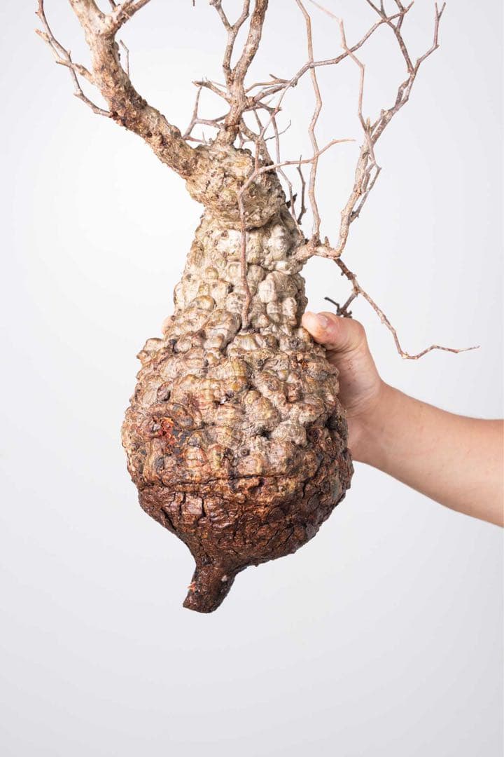 IP99 オペルクリカリア パキプス コーデックス ベアルート株