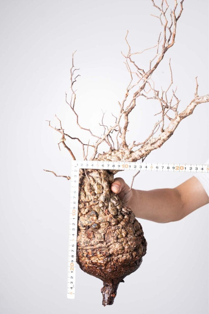 IP99 オペルクリカリア パキプス コーデックス ベアルート株