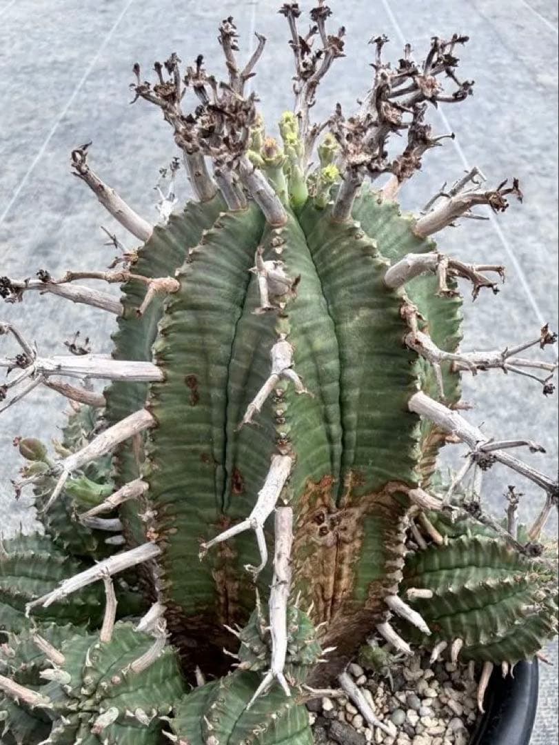 スーパーバリダ　ユーフォルビア　ホリダ　オベサ　群星冠