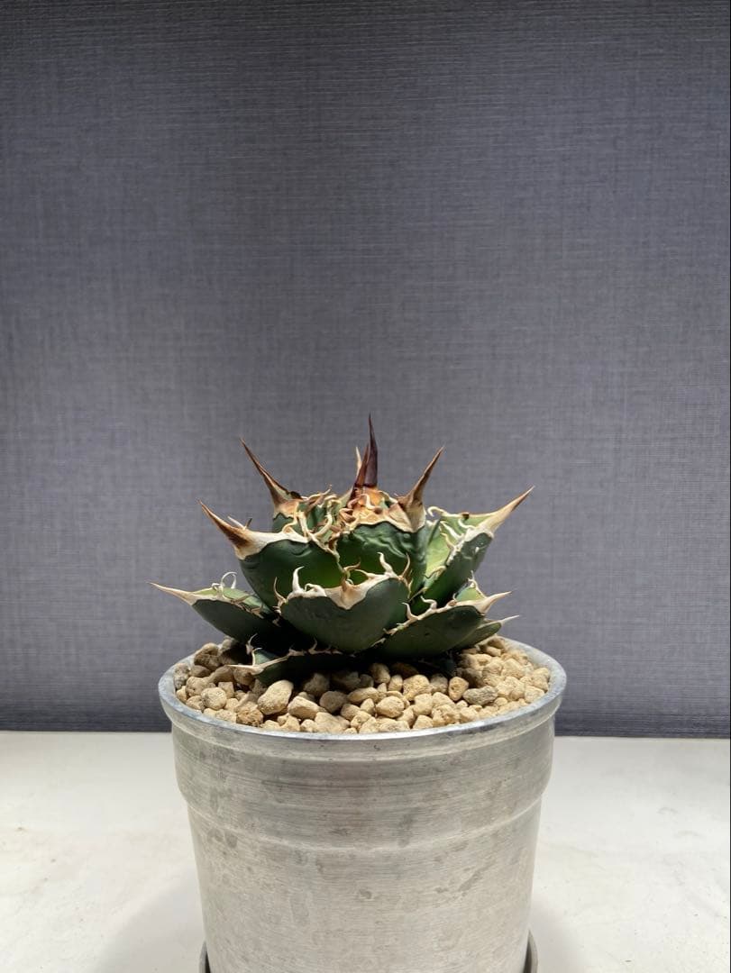 アガベ チタノタ 実生 オアハカ