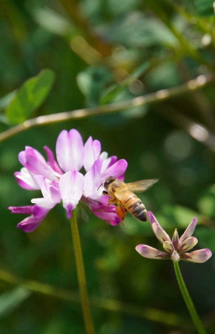 はちみつ　日本蜜蜂のハチミツ　奥山の奥の蜂蜜と花粉入りハチミツ