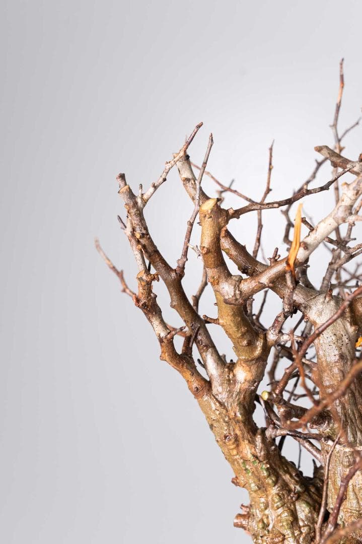 ★本日13時〆 LP56 オペルクリカリア パキプス コーデックス ベアルート株