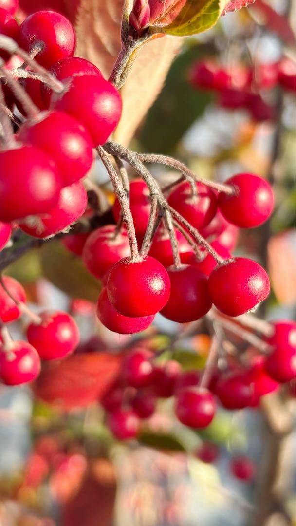 優良株。アロニアクックベリー株立ち2.5M(鉢底から)品番B