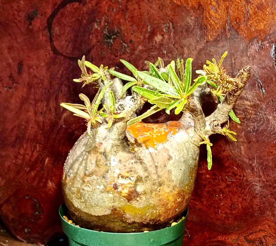 枝数多め　パキポディウム　グラキリス