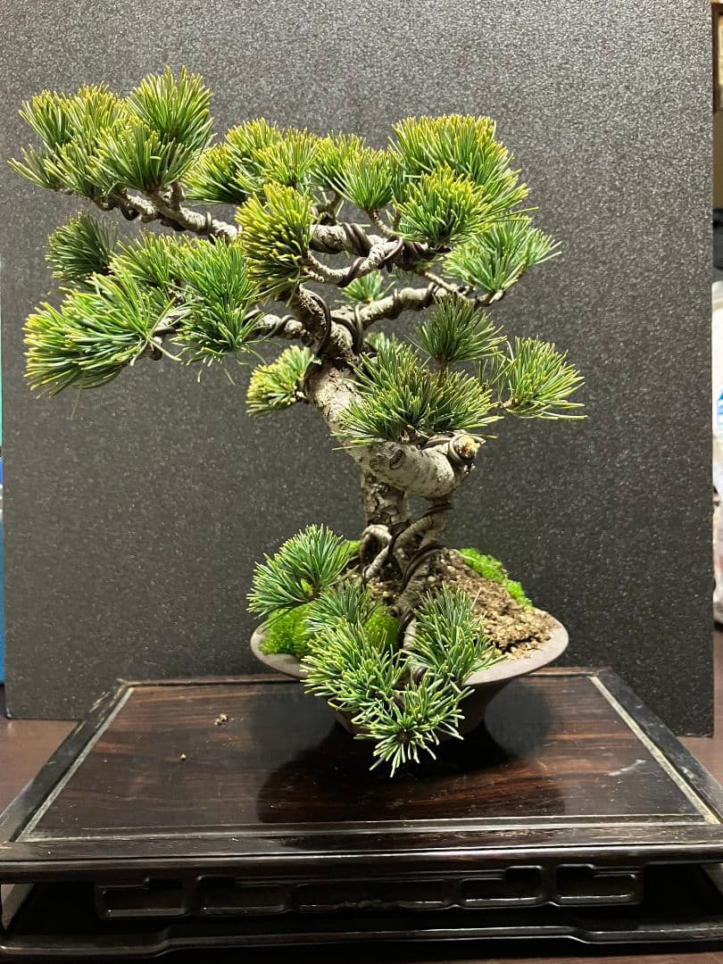 銀八房五葉松、宮島五葉松模様木盆栽