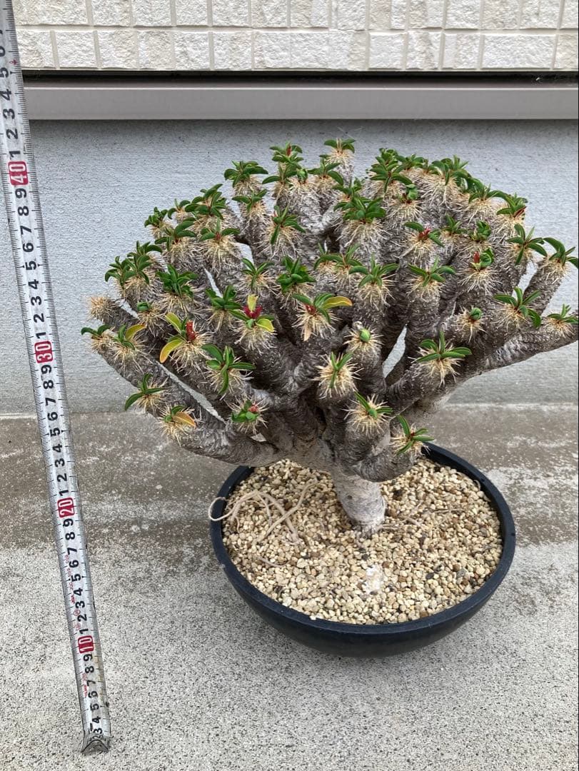 ギラウミニア　現地球