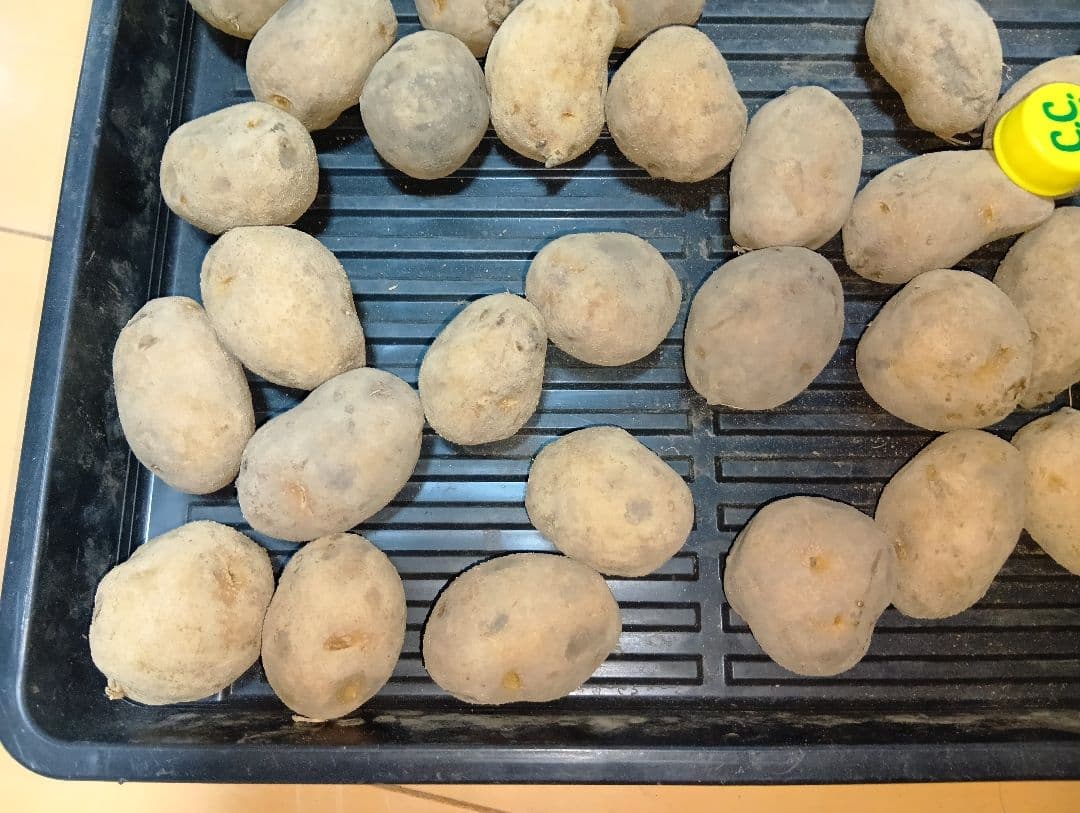 10kg m134 インカのめざめ 種芋