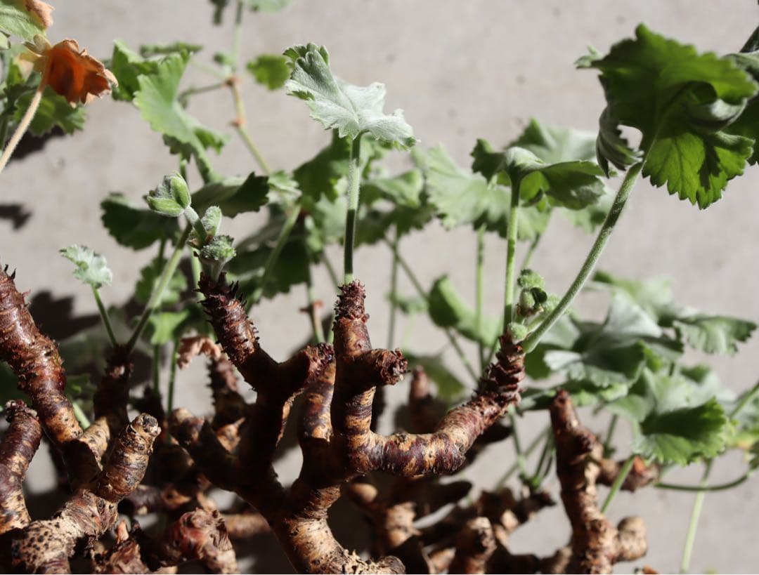 現地株　発根済み　ペラルゴニウム　ミラビレ