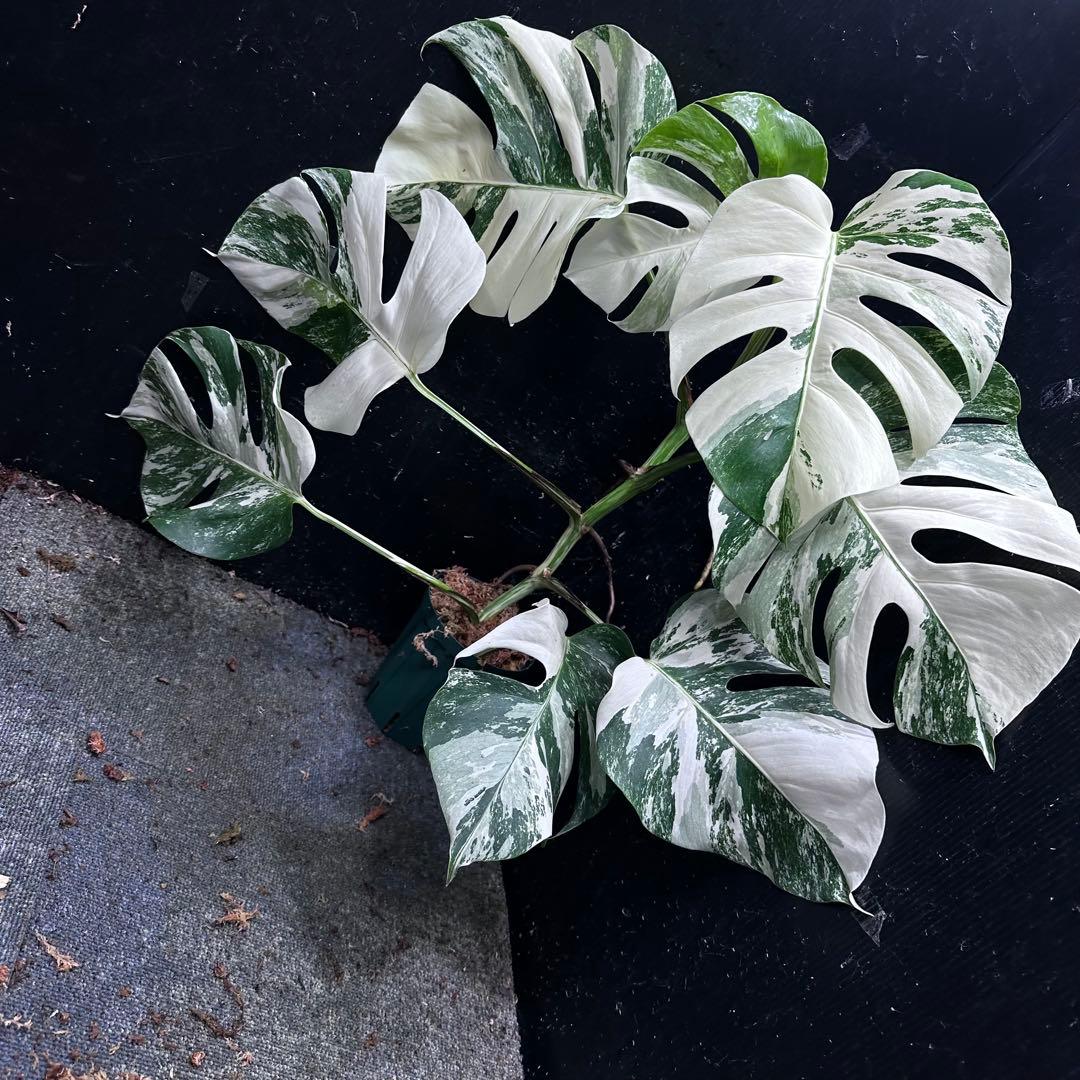 タ*子様 斑入りモンステラ ホワイトタイガー極美大株64cm白斑多