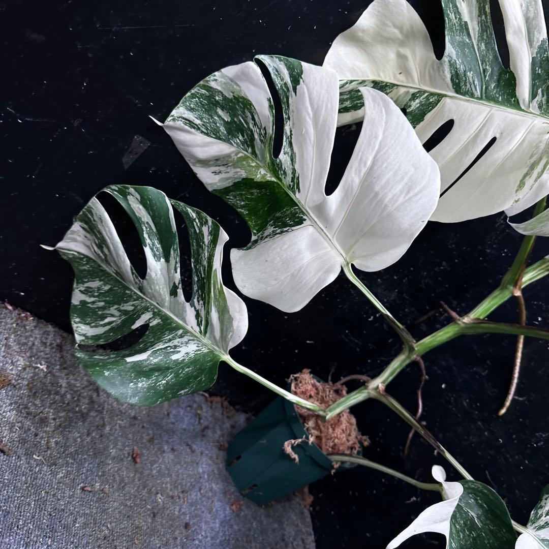 タ*子様 斑入りモンステラ ホワイトタイガー極美大株64cm白斑多