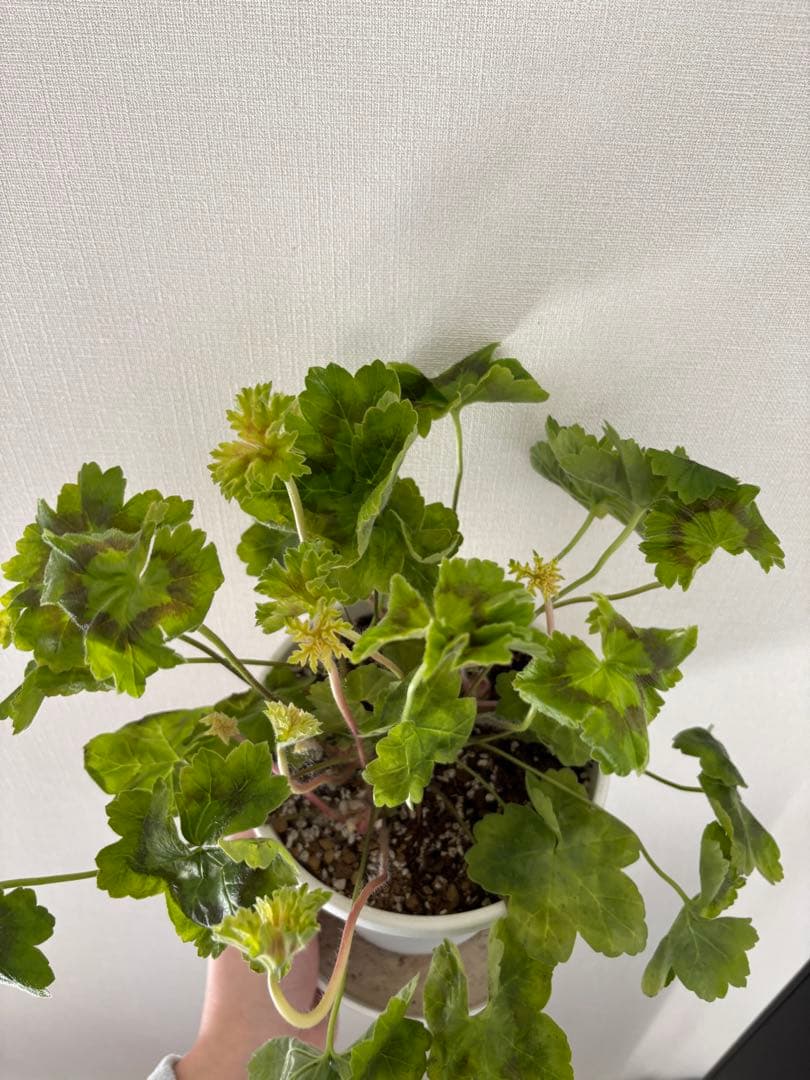 レア品種ゼラニウム　海外品種ゼラニウム　希少品種ゼラニウム