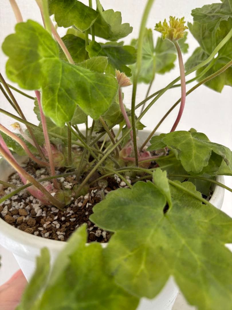 レア品種ゼラニウム　海外品種ゼラニウム　希少品種ゼラニウム