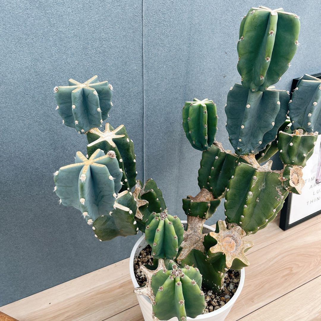 ［現品］16番　柱サボテン　鬼面角 ブランチ　8号　多肉植物　おしゃれ　人気