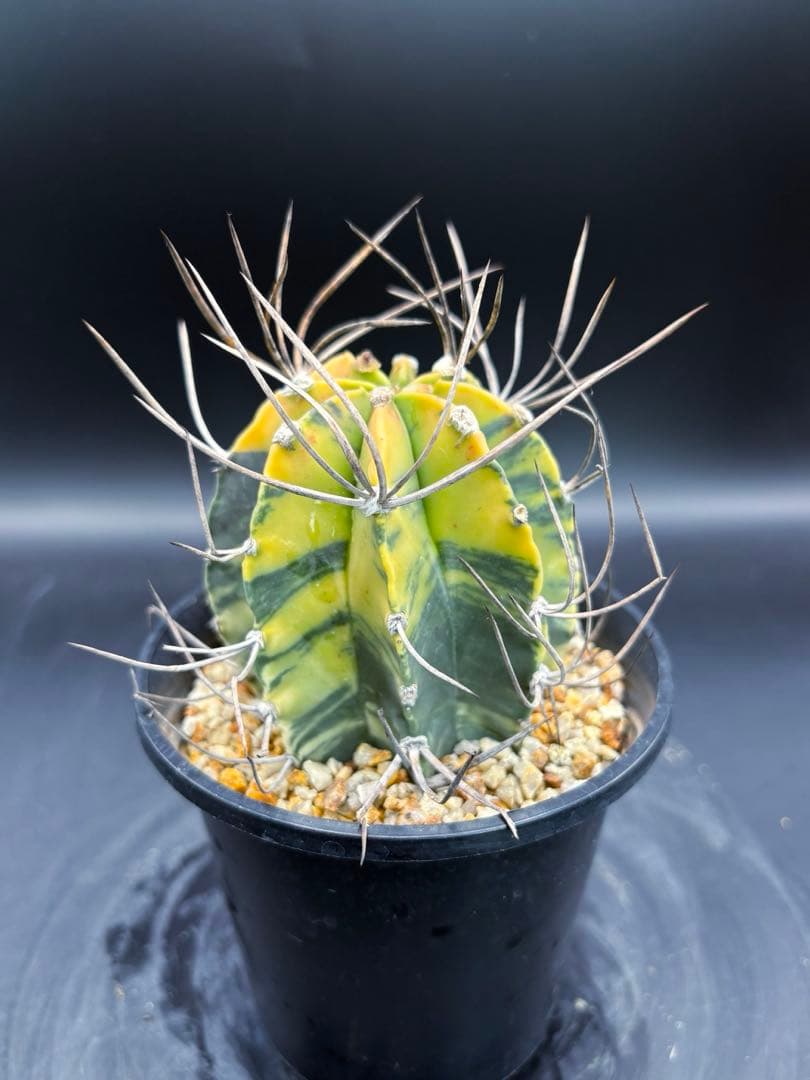 大鳳玉錦 自根 大鳳玉 アストロフィツム