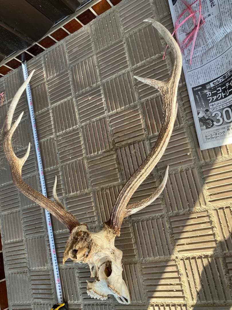 鹿の頭骨 鹿の角 エゾシカ