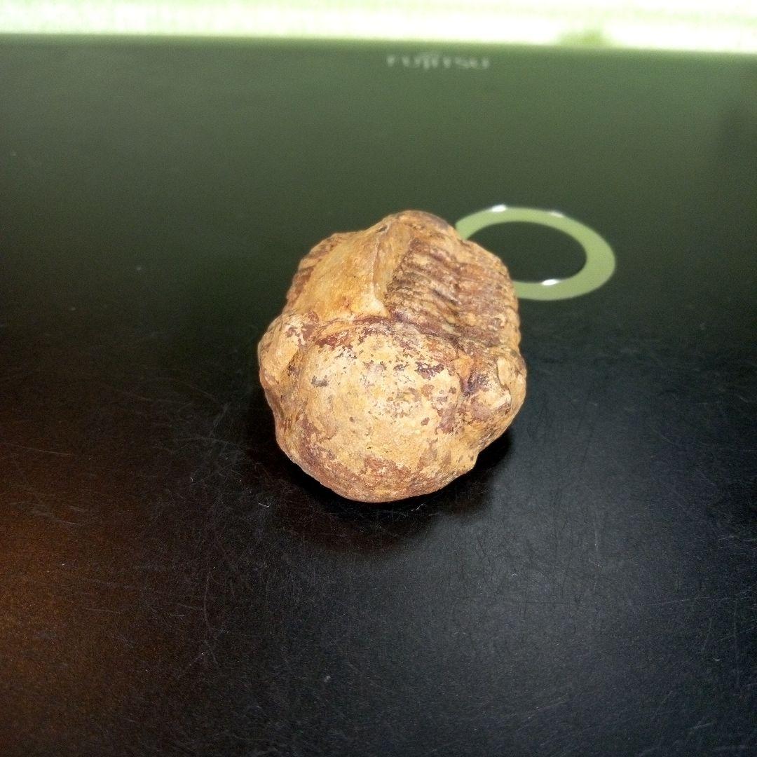 三葉虫　化石　fossil　ボリビア産　trilobite　ノジュール判別②