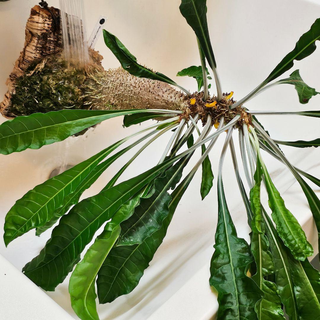 ミルメコディア アラータ myrmecodia alata 実(種子)