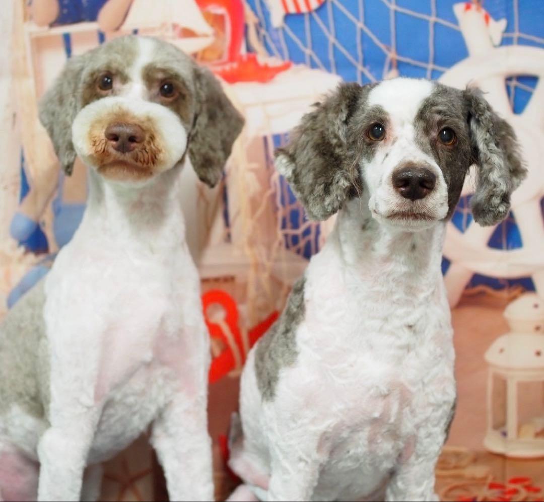 お願い致します。