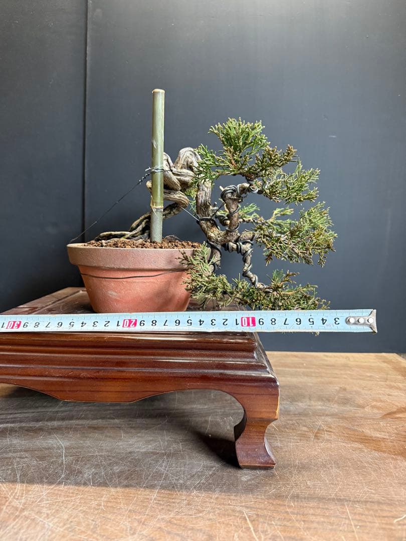 タクボマサヒロ様糸魚川真柏捻転根上がり盆栽素材　希少