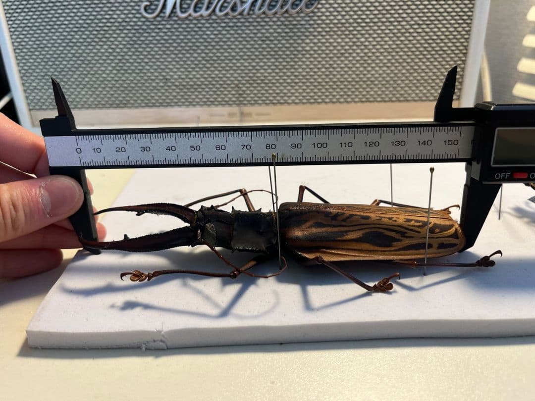 【155mm程】オオキバウスバカミキリ標本 Macrodontia 昆虫標本