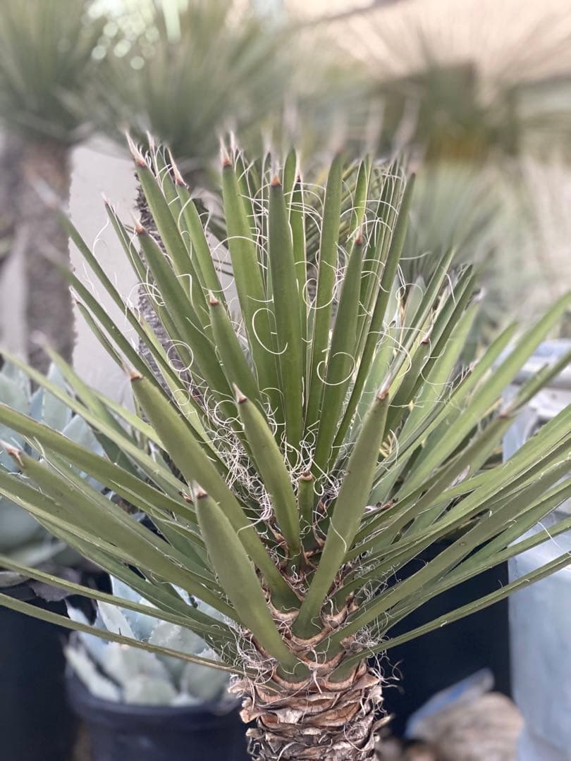 ⭐︎幹太⭐︎ユッカ　フィリフェラ