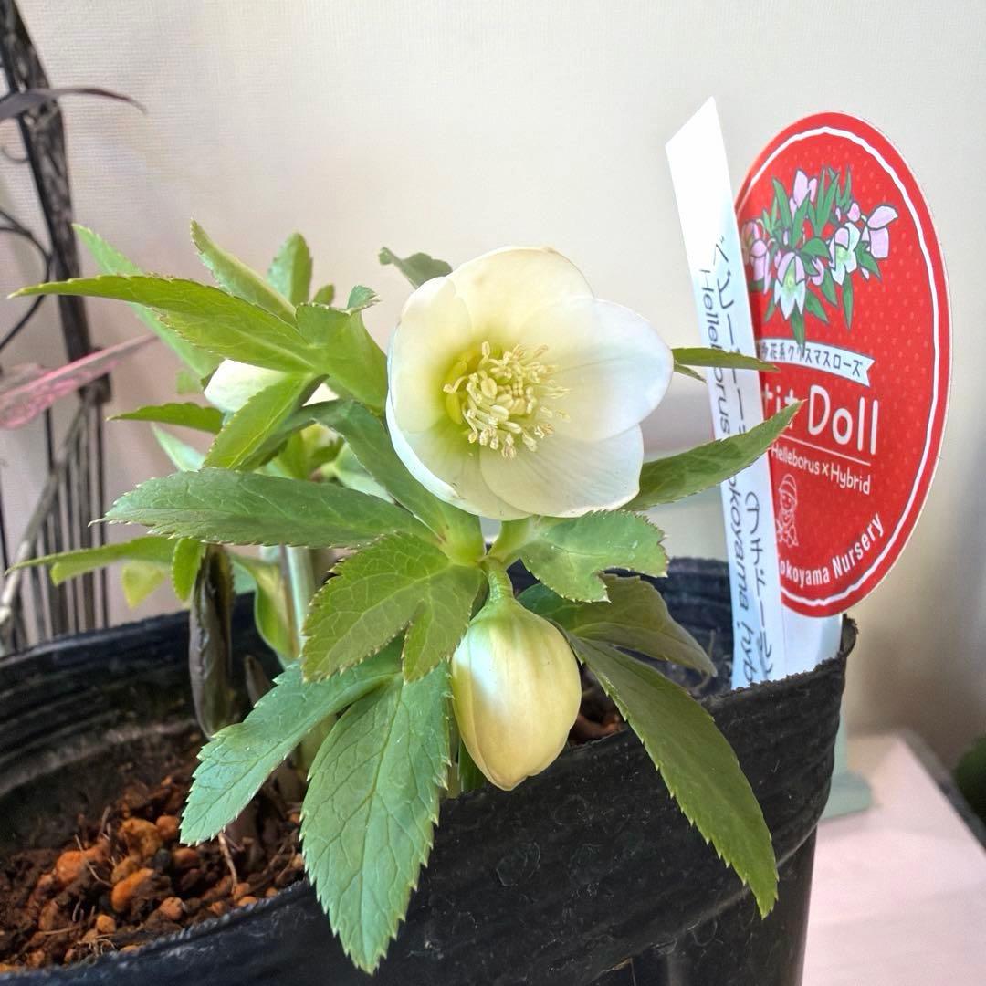 【横山園芸】クリスマスローズ ベビードール　 プチドール《1/8》ホワイト系