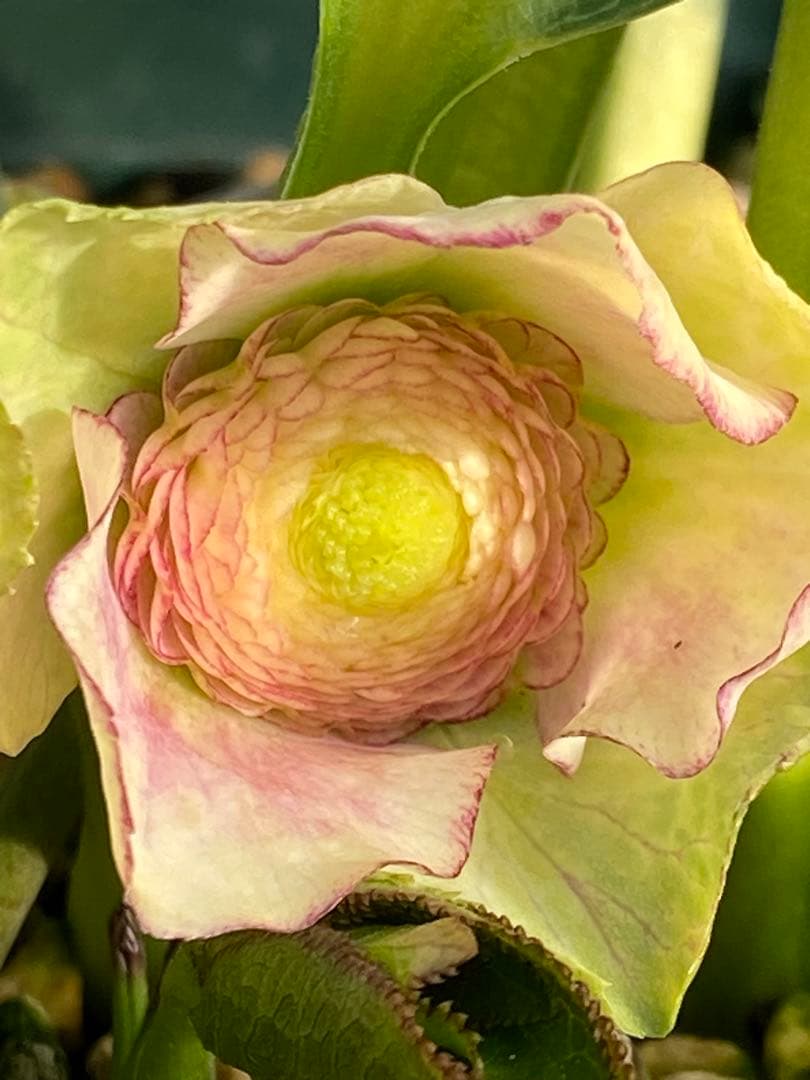 プレミアムプリマヴェーラモーリーメビウス×モーリーメビウス★クリスマスローズ苗