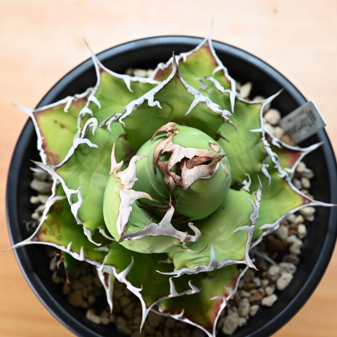 アガベ チタノタ シーザー 発根済 5号鉢 子株付き 強棘 美株